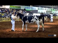 Vaca intermedia campeona