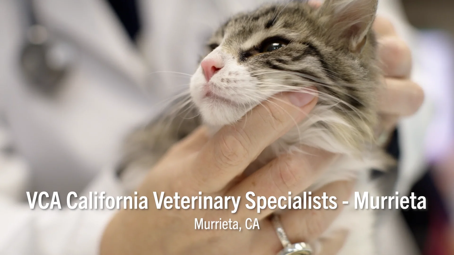 Vca veterinary hot sale specialists