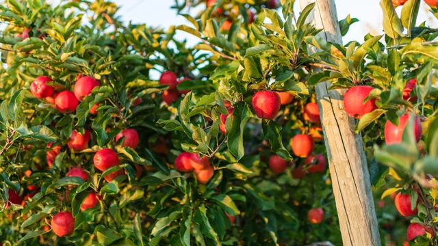 Martin's Family Fruit Farm — McIntosh