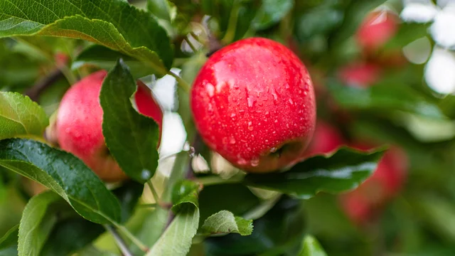 Martin's Family Fruit Farm — McIntosh