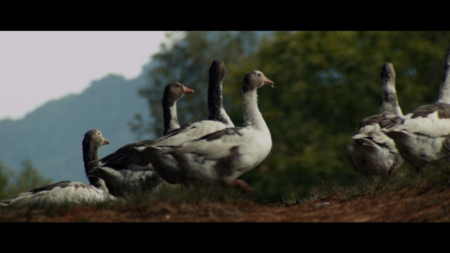 Chilote Feet (Small) video thumbnail