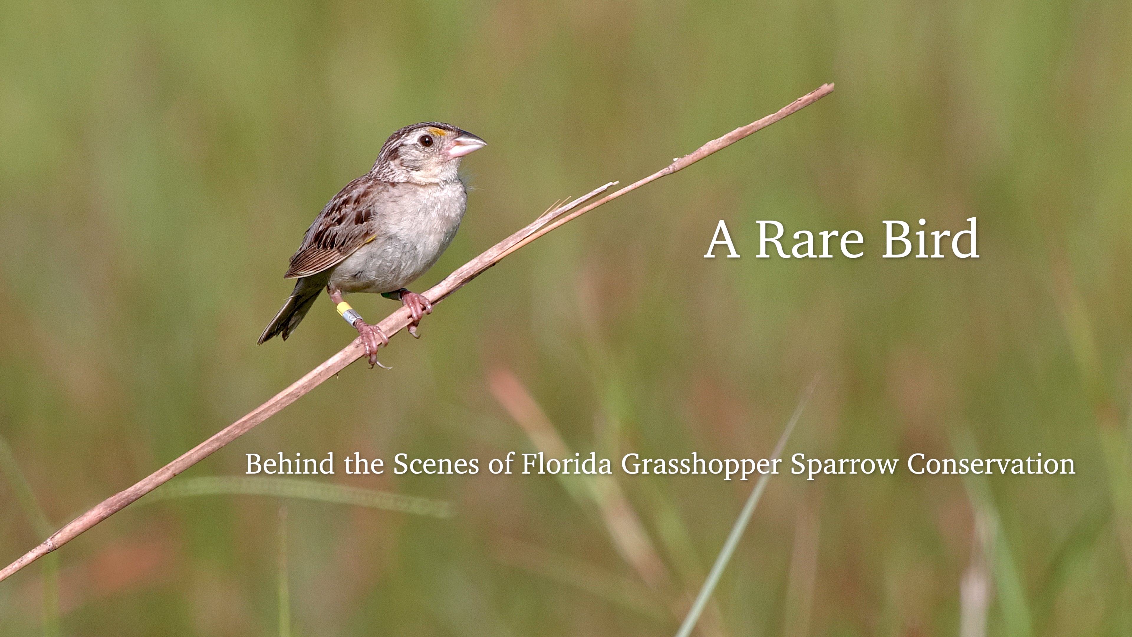 A Rare Bird: Behind the Scenes of Florida Grasshopper Sparrow Conservation  on Vimeo