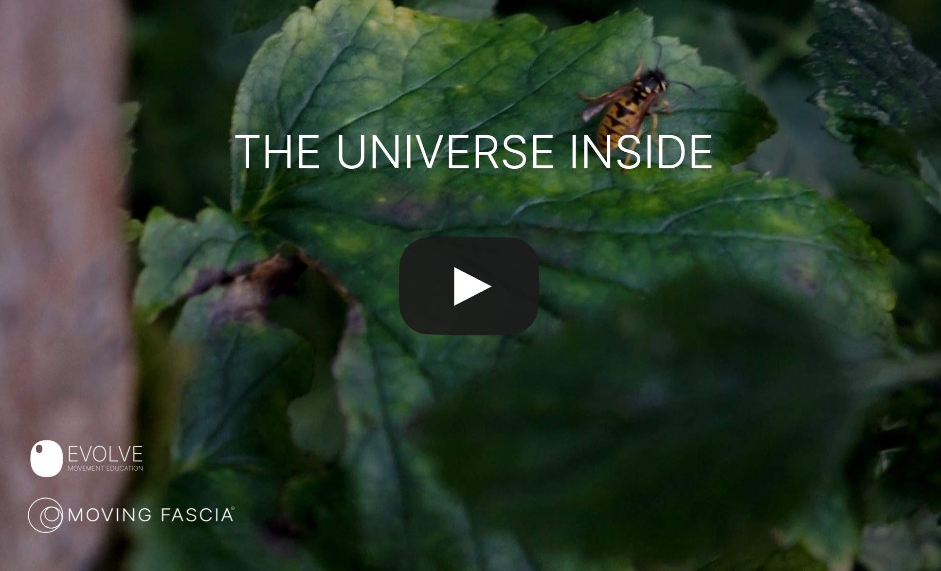 The Universe Inside .mp4