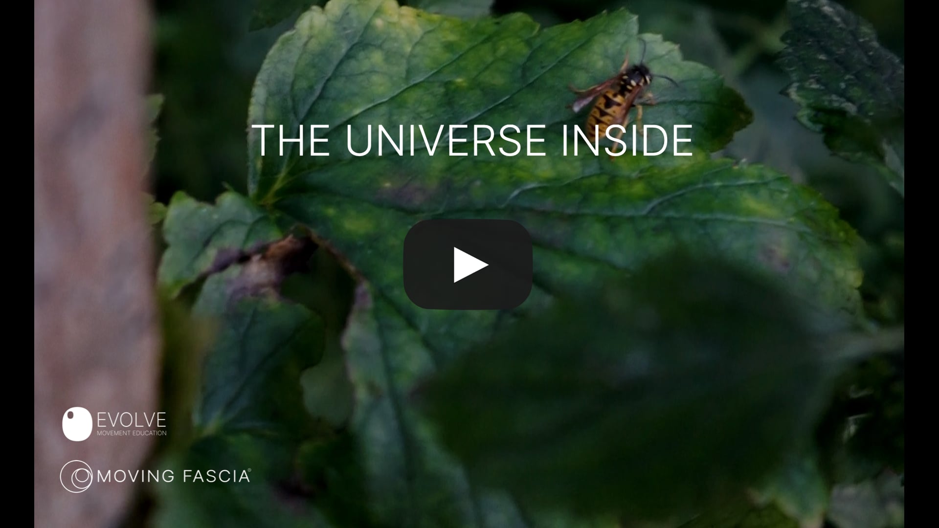The Universe Inside .mp4