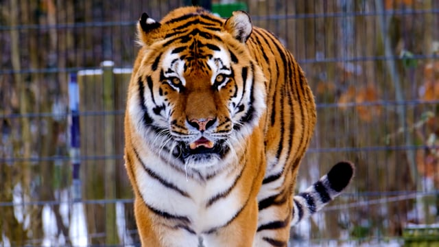 Scary Tiger Picture Background Images, HD Pictures and Wallpaper For Free  Download