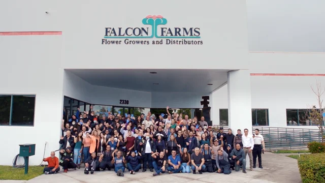 Falcon Farms Inc Yellow Daisies