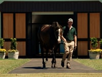 Introducing Grunt’s first crop of yearlings at the 2022 Magic Millions Yearling Sale