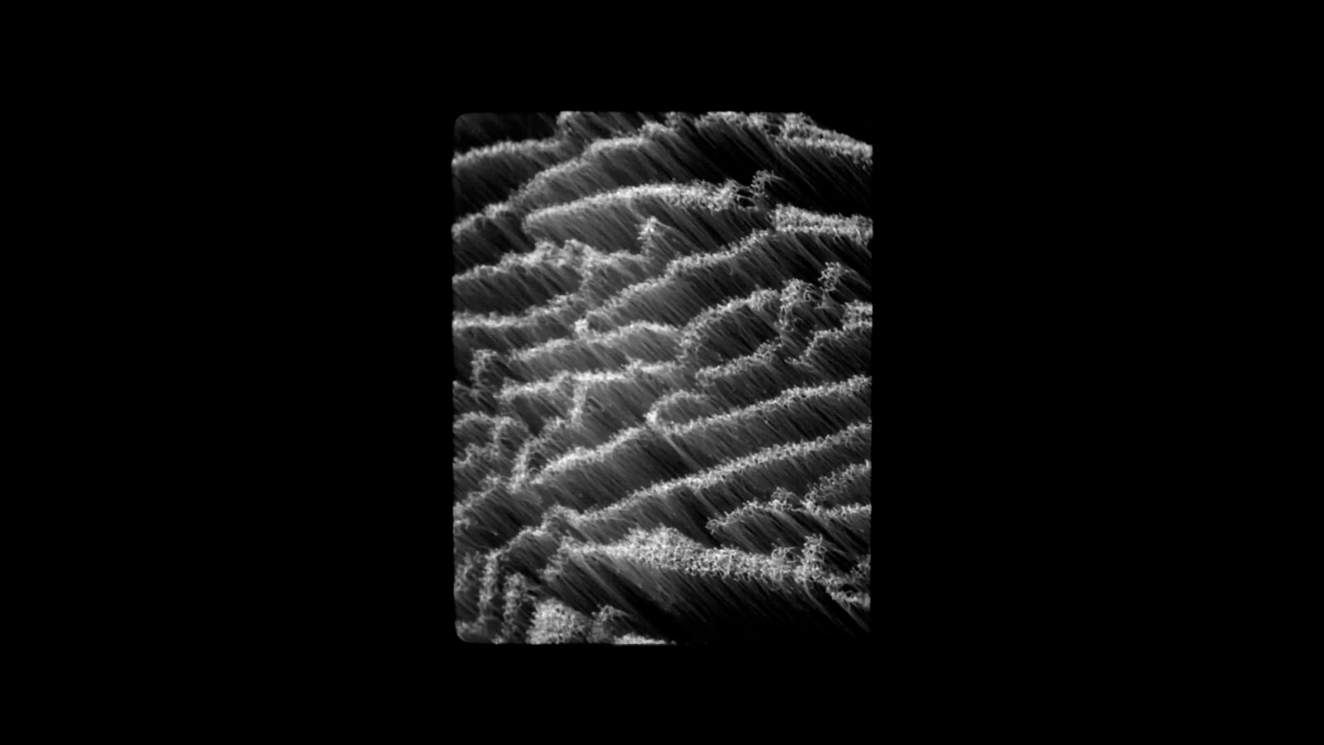 Auld Lang Syne: Spectral Mesh 30ips, 2022