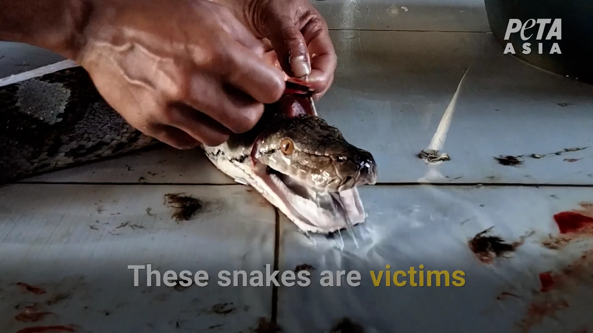 Louis Vuitton Owner Exposé: Workers Inflate Live Snakes to Make Leather 