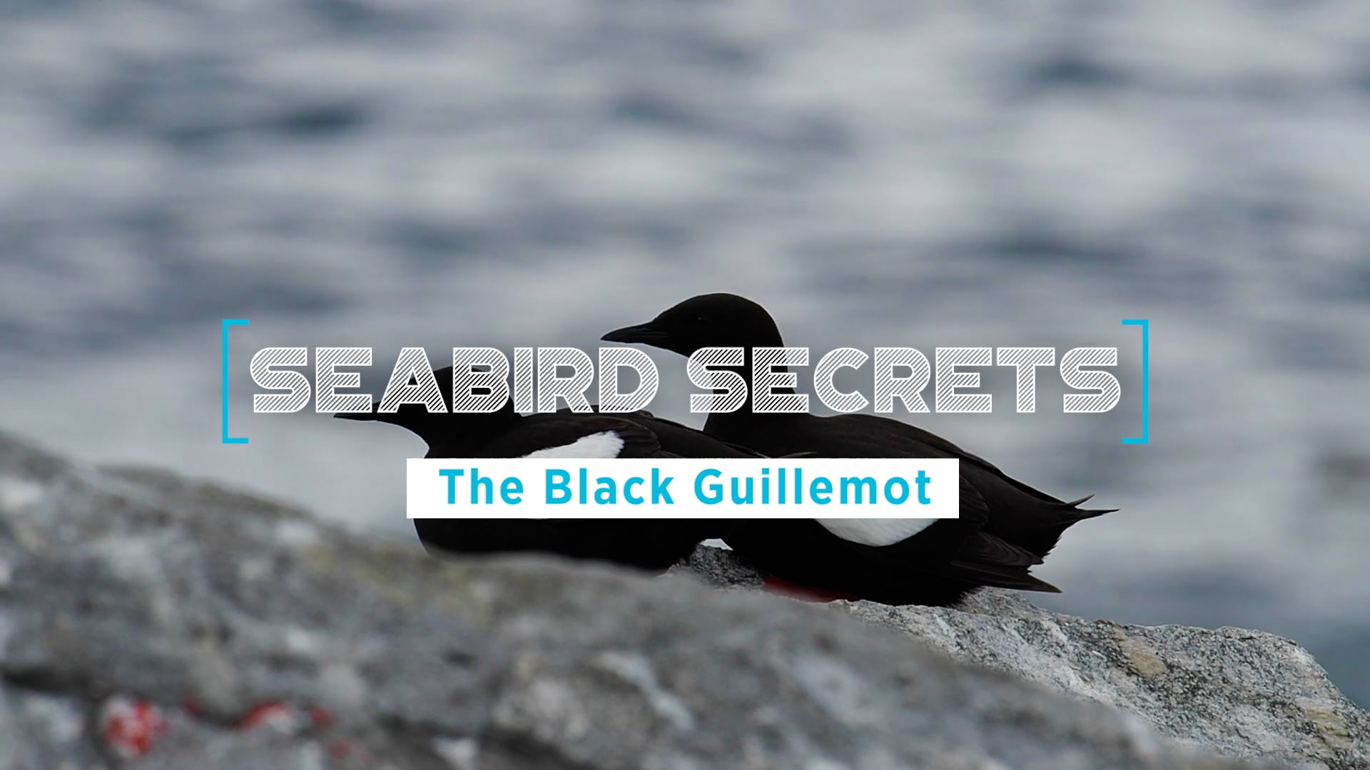 Seabird Secrets | Ep 1: The Black Guillemot