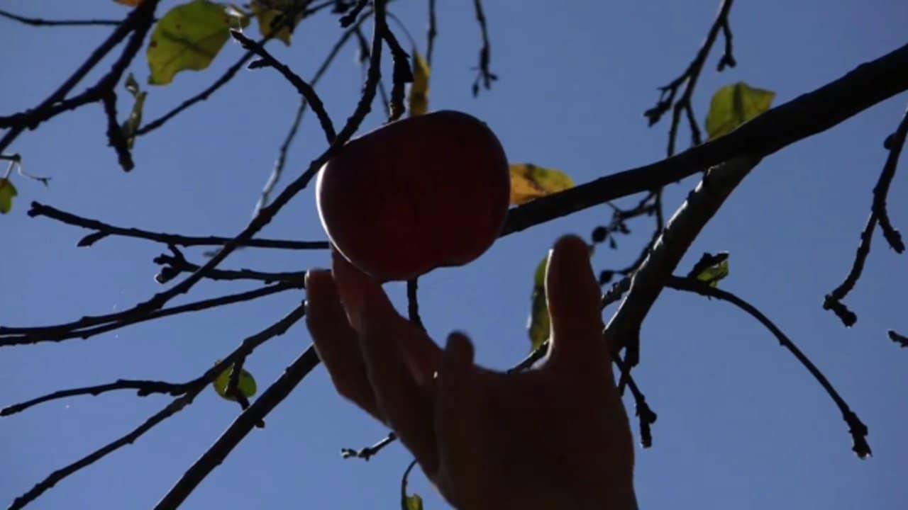 the-perennial-plate-episode-35-hard-cider-on-vimeo