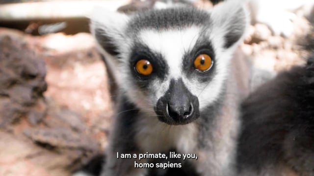 Lemures - Madagascar