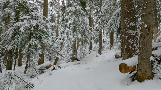 4K Winter Forest Walk  - Hike along the Blue Lake Trail, WA State