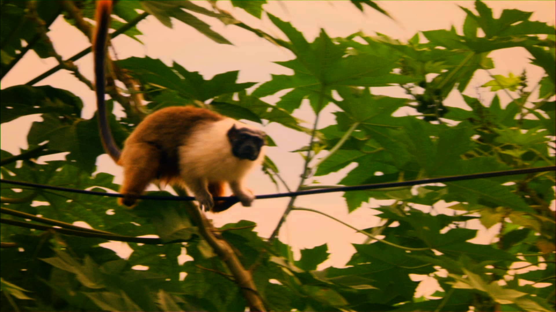 The Tamarin Detective