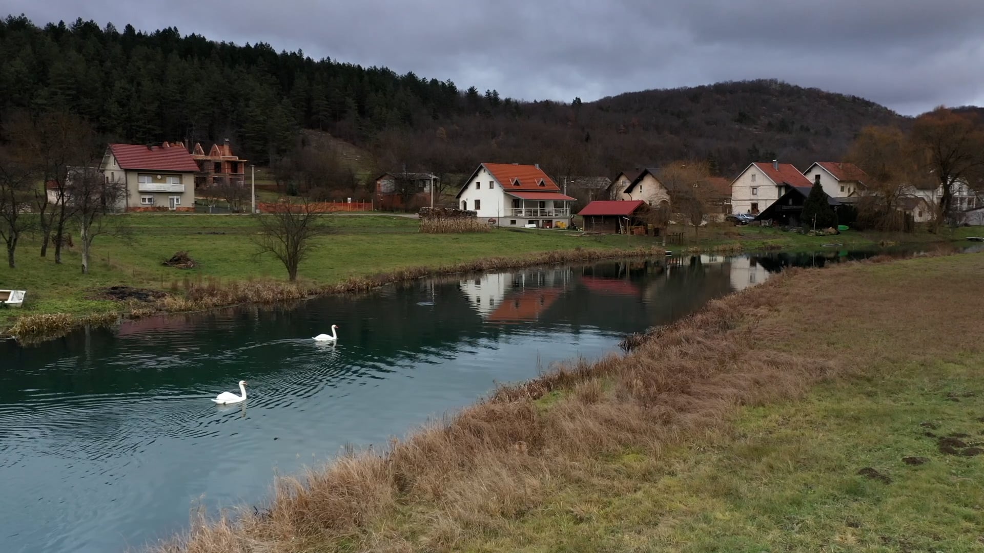 Swams swiming in the river
