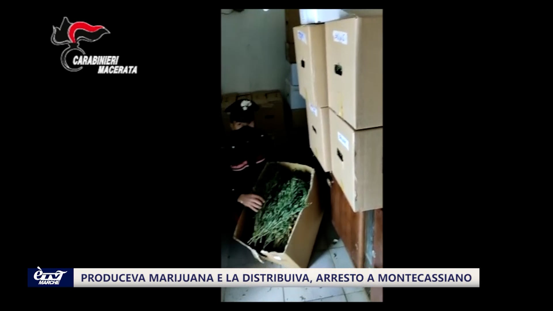 Produceva marijuana e la distribuiva, arresto a Montecassiano