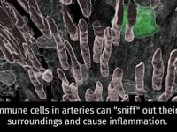 Newswise:Video Embedded macrophages-in-the-artery-wall-smell-their-surroundings