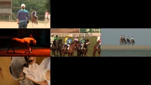 LES METIERS DU CHEVAL