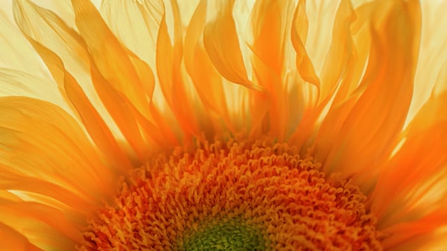 Sun in the Sunflower Animated