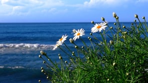 daisy, flower, sea
