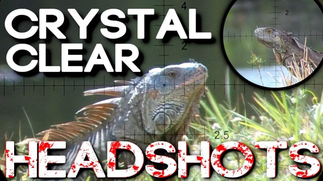 Iguana Headshots | DINOSAUR Safari - Airgun101