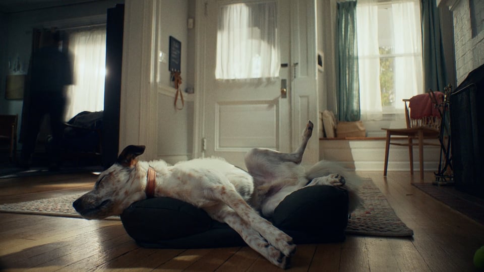The Farmer's Dog — Healthy Habits