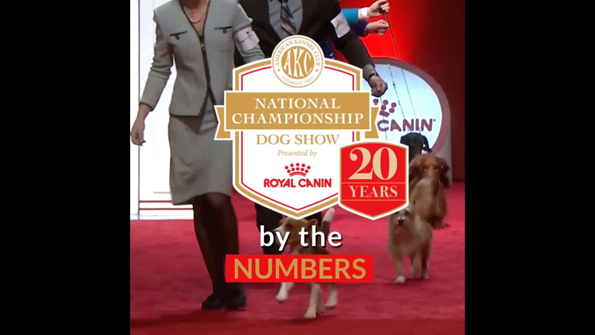 Promo: AKC - National Championship "By the Numbers"