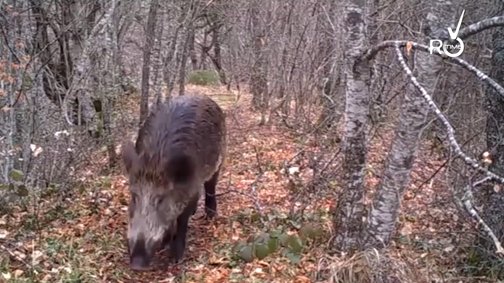 video