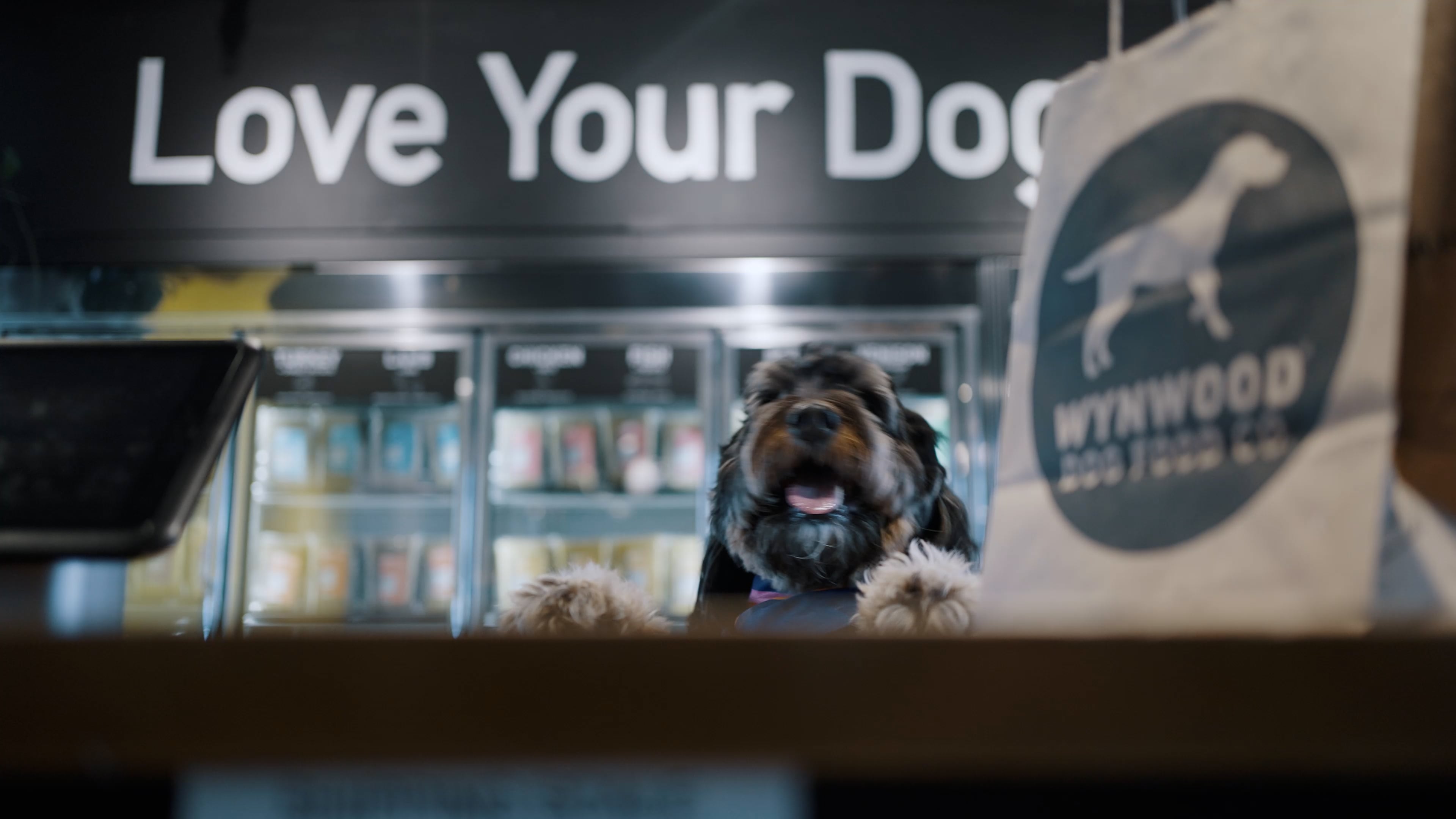 Wynwood Dog Food TEASER Two on Vimeo