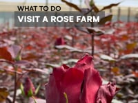 Rose Farm - What to experience in Ecuador