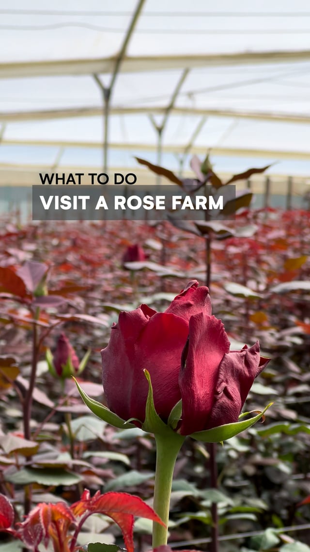 Rose Farm - What to experience in Ecuador
