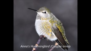 Related Embedded Video Item Thumbnail