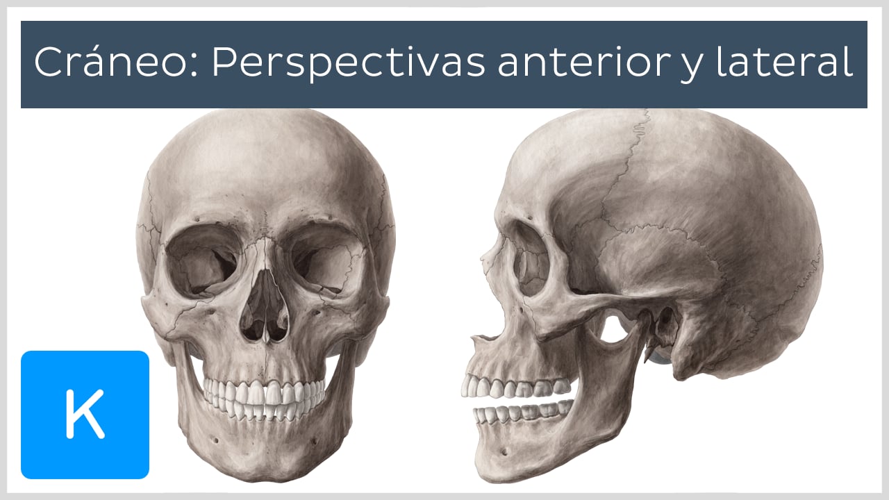 Huesos de la cara (Viscerocráneo): Anatomía y estructura | Kenhub