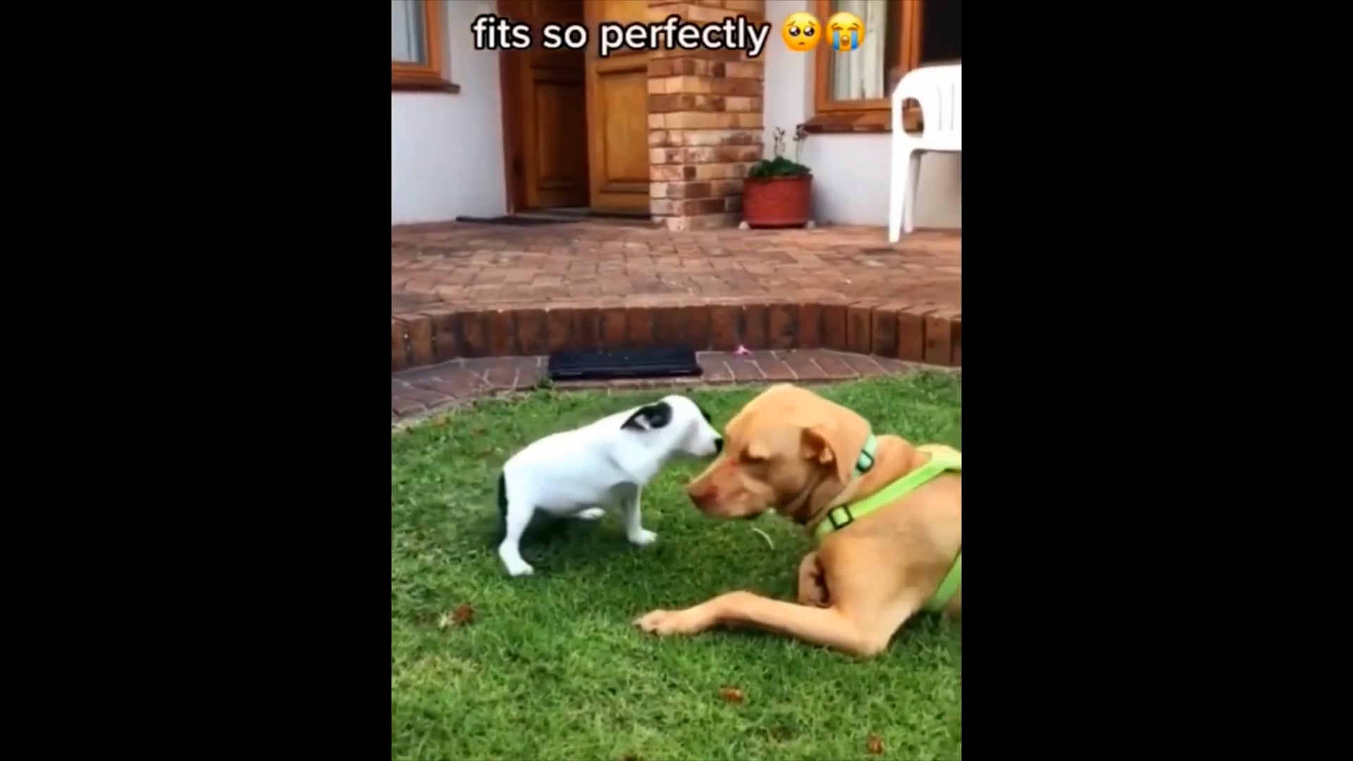 Κορυφαία συλλογή αστείων βίντεο με ζώα.  αστείο και χαριτωμένο
