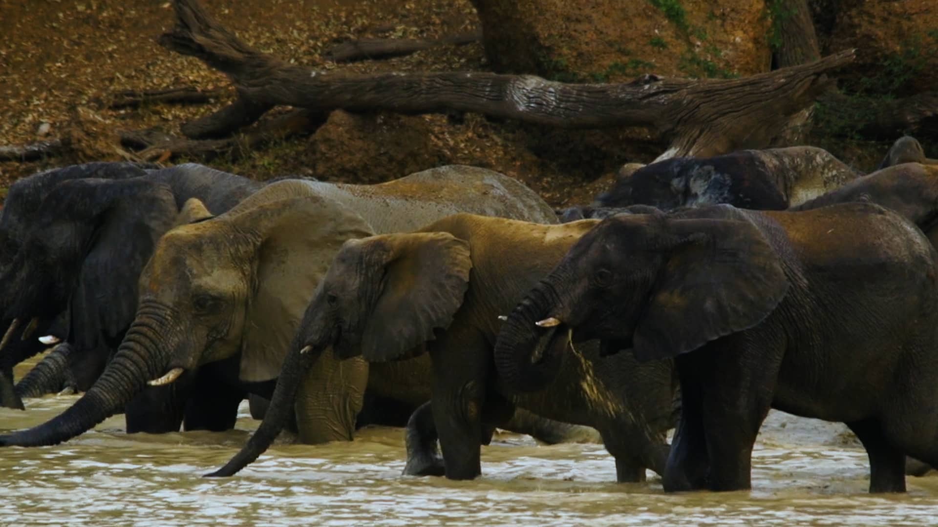 Wide Load: Elephants in Transit