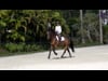 Introducing the Counter Canter