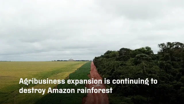 Global food giants sourced soya linked to illegal  deforestation -  Unearthed