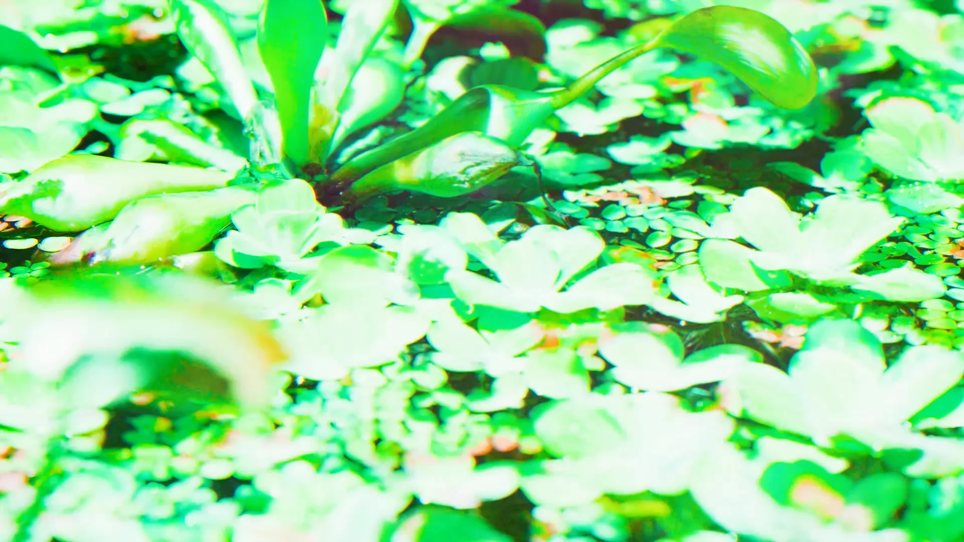 LFC – Lightform
