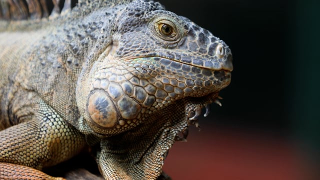 Iguana Green Lizard - Free video on Pixabay