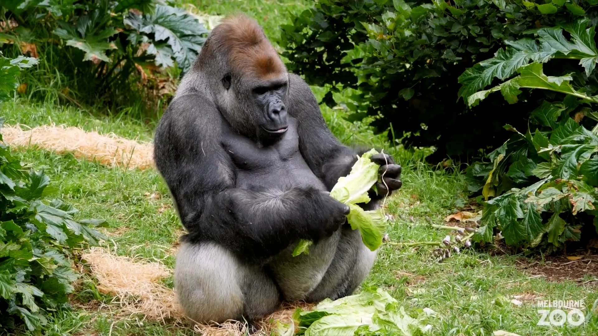 What do gorillas eat?