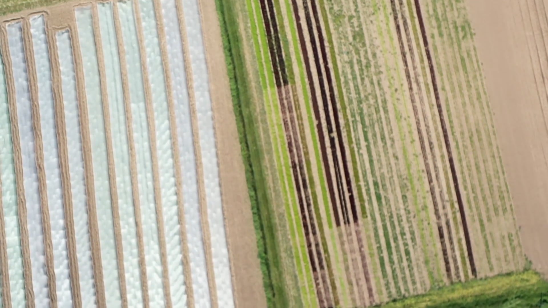 Chickapea & New Farm - Farms for Change