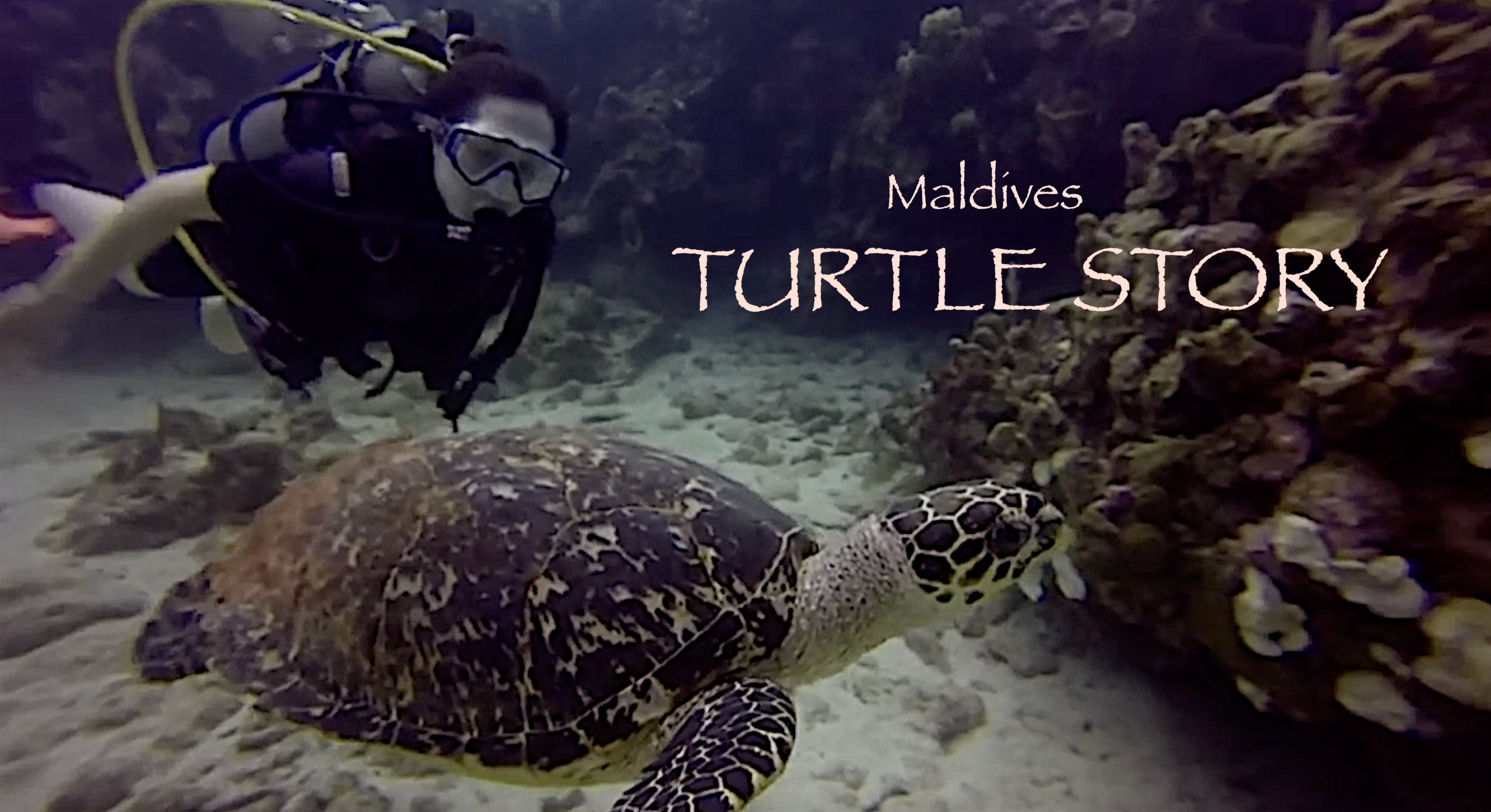 Sea 
Turtle Story - Maldives