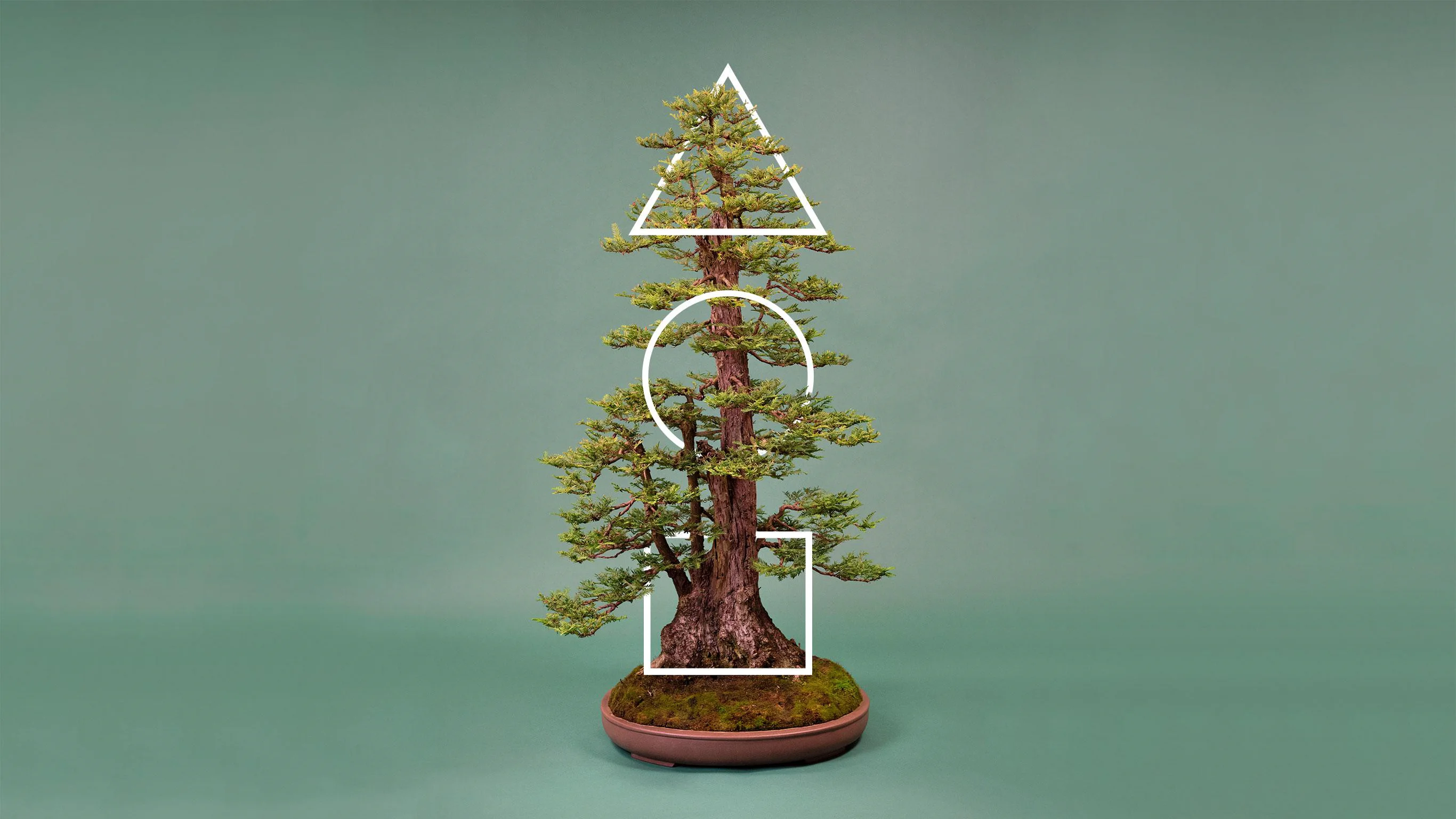 bonsai tree art Bonsai Kabenzu Japanese Bonsai Tree Paintings | Japanese Art Images main image 1
