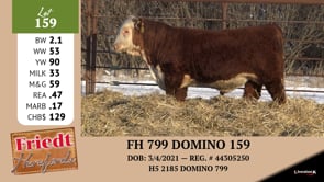 Lot #159 - FH 799 DOMINO 159