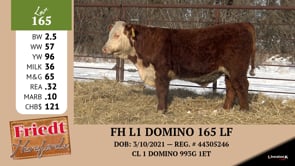 Lot #165 - FH L1 DOMINO 165 LF