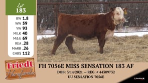 Lot #183 - FH 7056E MISS SENSATION 183 AF