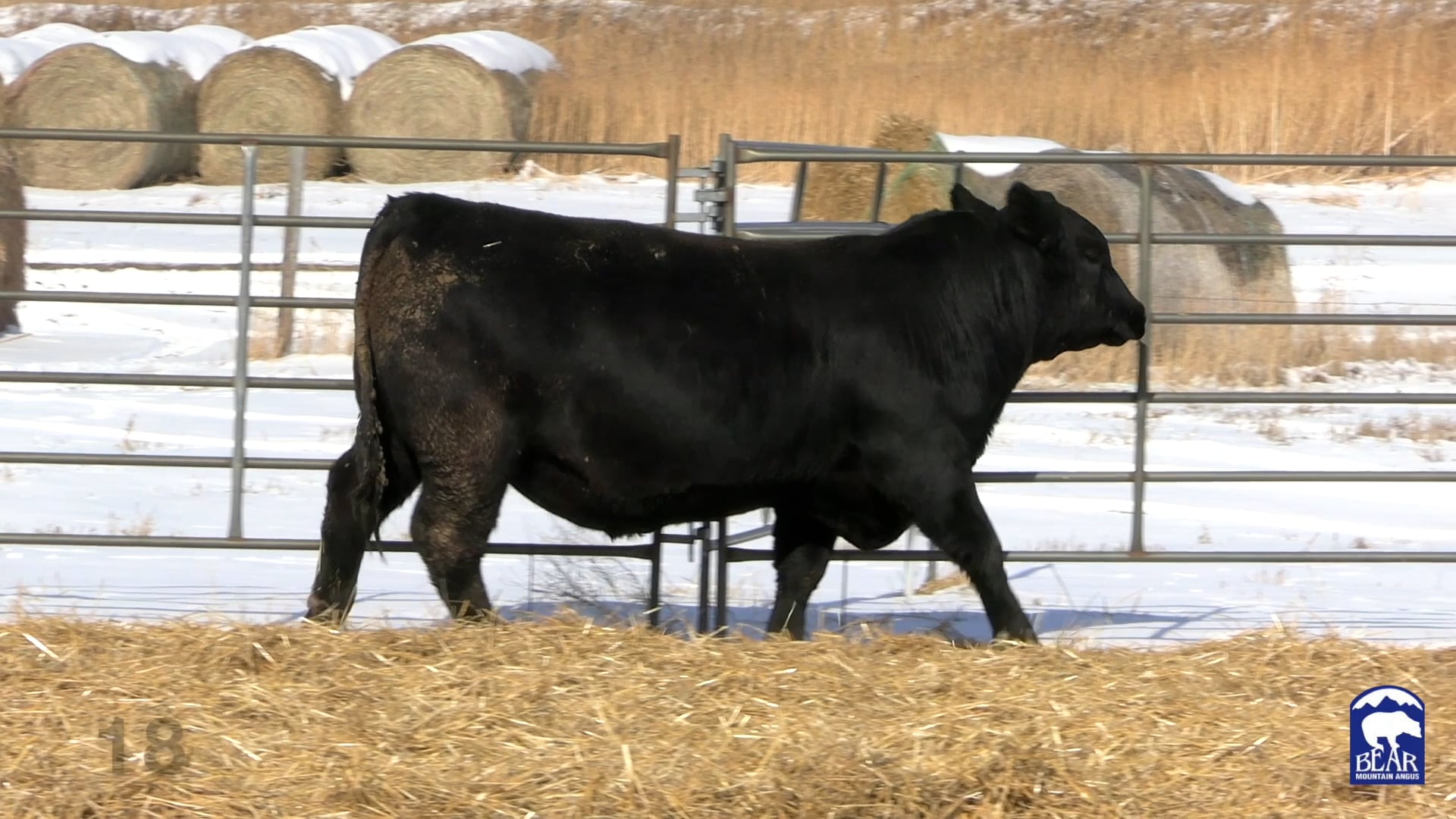 Lot 18 Bear Mountain Angus '22 on Vimeo