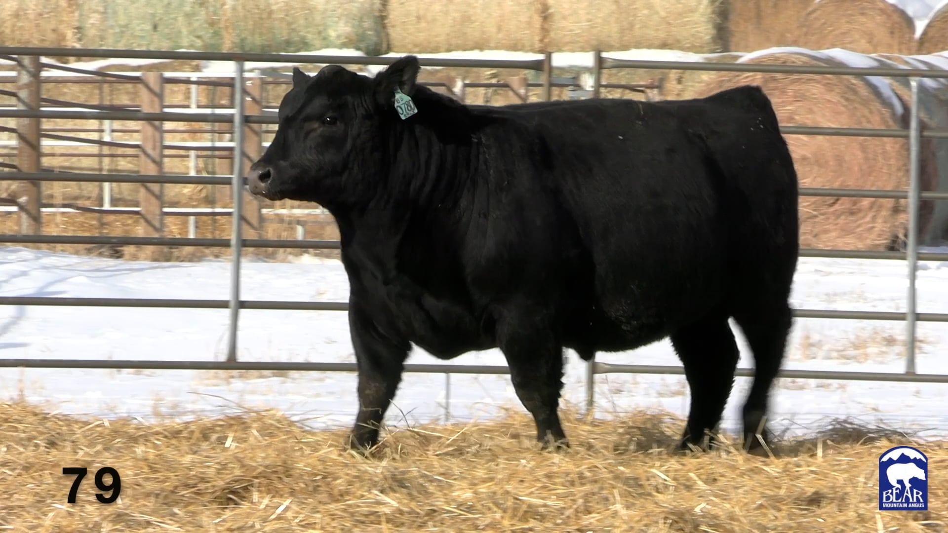 Lot 79 Bear Mountain Angus '22 on Vimeo