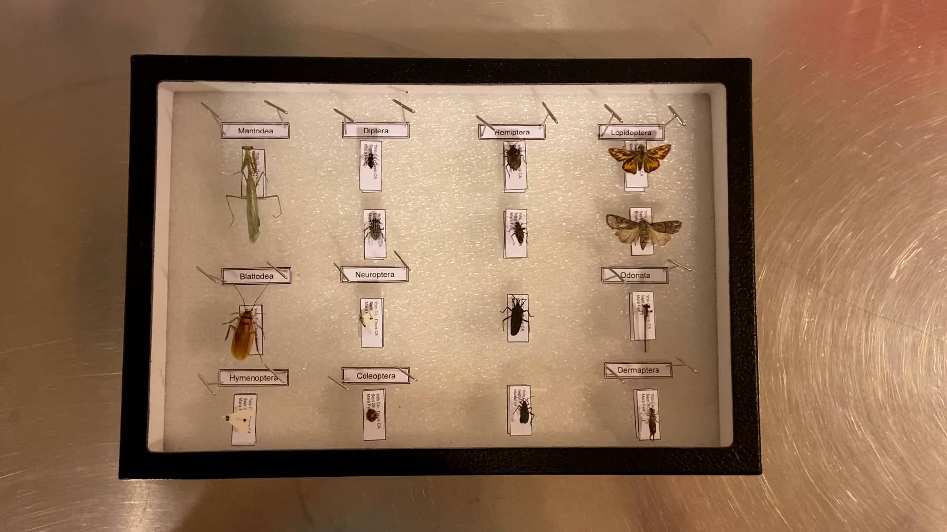Insect Collection Project on Vimeo