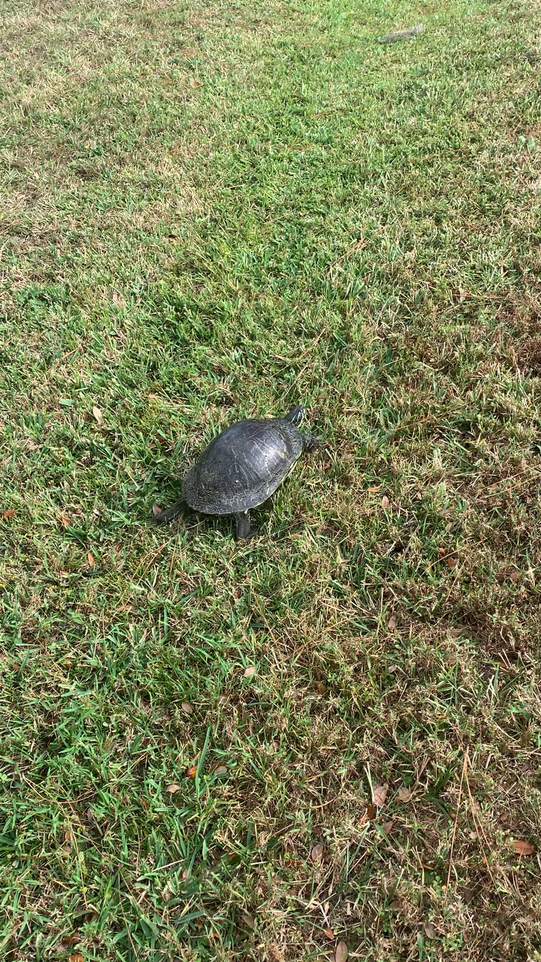 Turtle in Meadows on Vimeo